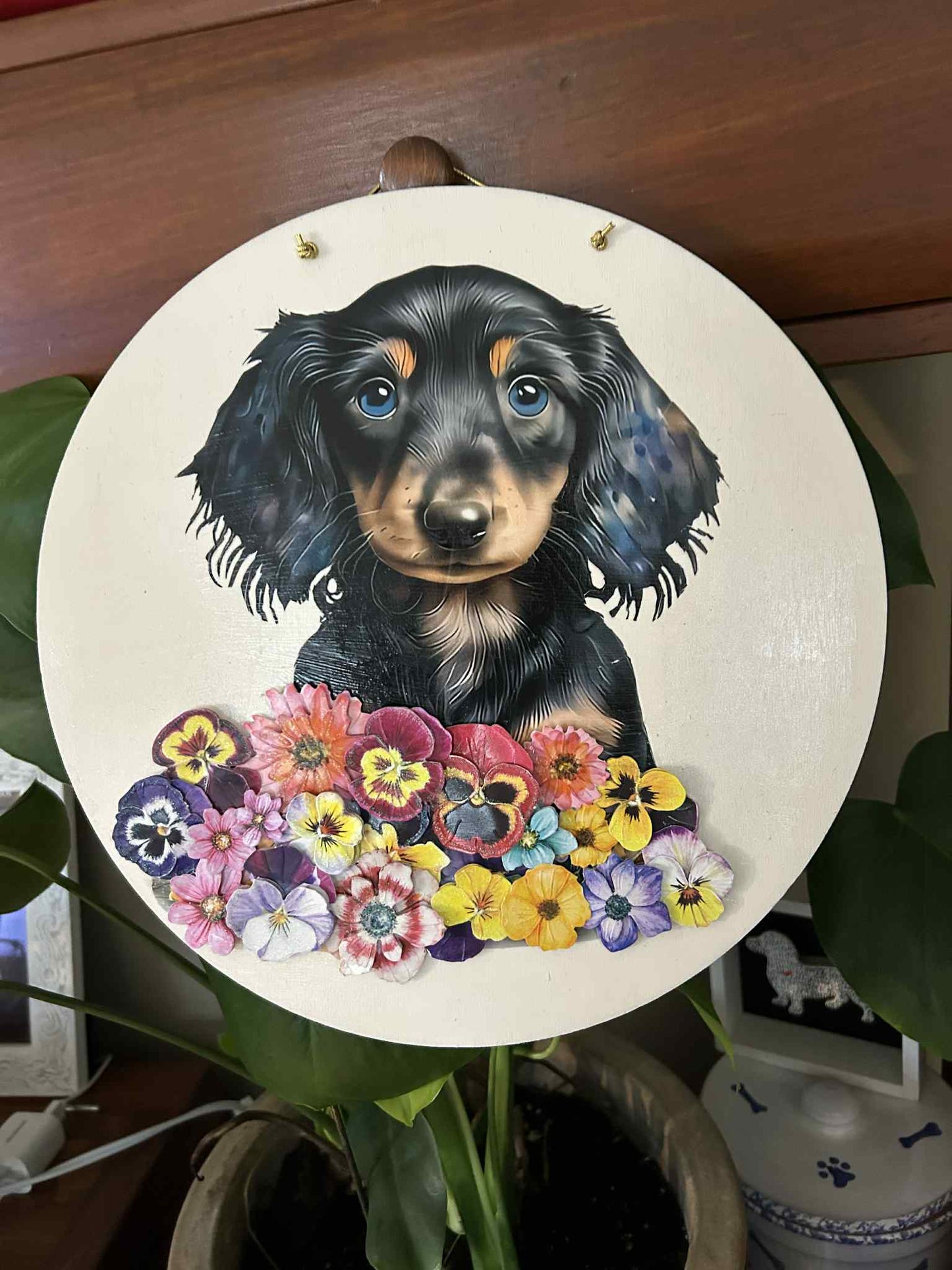 Dachshund Pansie Puppy Hangar