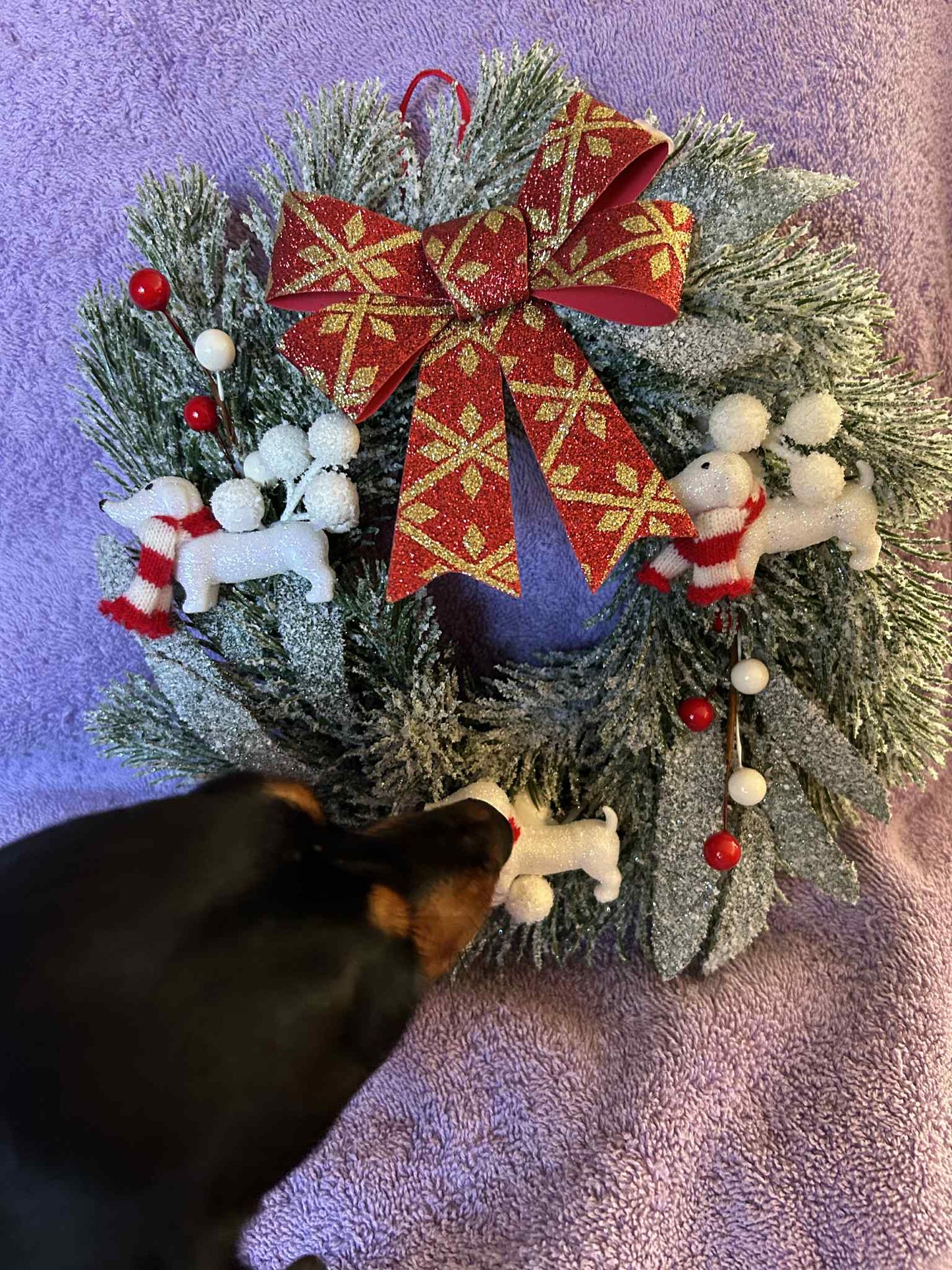 Dachshund Christmas Wreath (white)