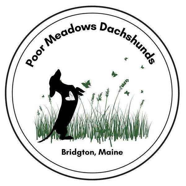 Poor Meadows Everything Dachshund