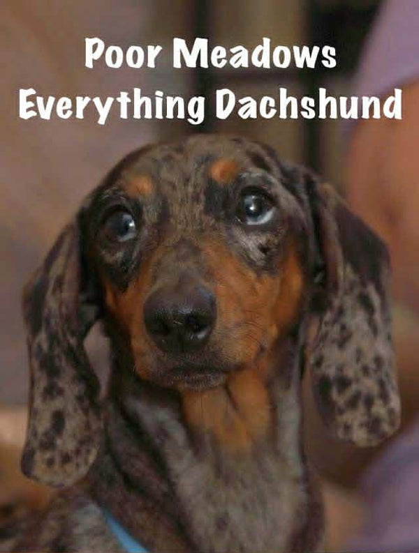 Poor Meadows Everything Dachshund